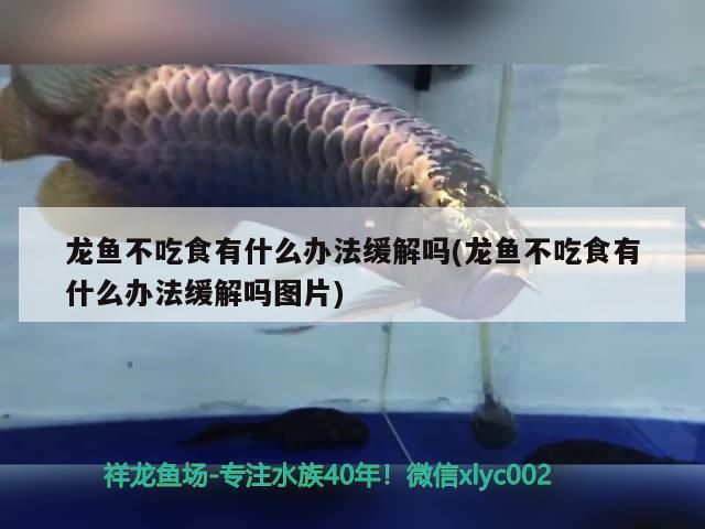 龍魚不吃食有什么辦法緩解嗎(龍魚不吃食有什么辦法緩解嗎圖片)（龍魚不吃食怎么辦）