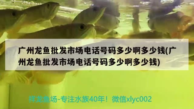 廣州龍魚批發市場電話號碼多少啊多少錢(廣州龍魚批發市場電話號碼多少啊多少錢)（廣州龍魚批發市場電話號碼多少啊多少錢）