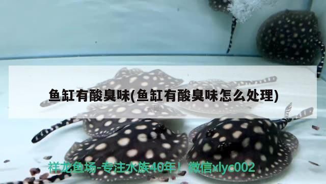 魚缸有酸臭味(魚缸有酸臭味怎么處理)（錦鯉養(yǎng)殖魚缸有酸臭味怎么處理，魚缸水腥味怎么處理）