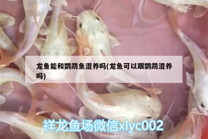 龍魚能和鸚鵡魚混養嗎(龍魚可以跟鸚鵡混養嗎)（龍魚可以和鸚鵡魚混養嗎）