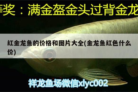 紅金龍魚的價格和圖片大全(金龍魚紅色什么價)（關于金龍魚的價格和圖片大全）