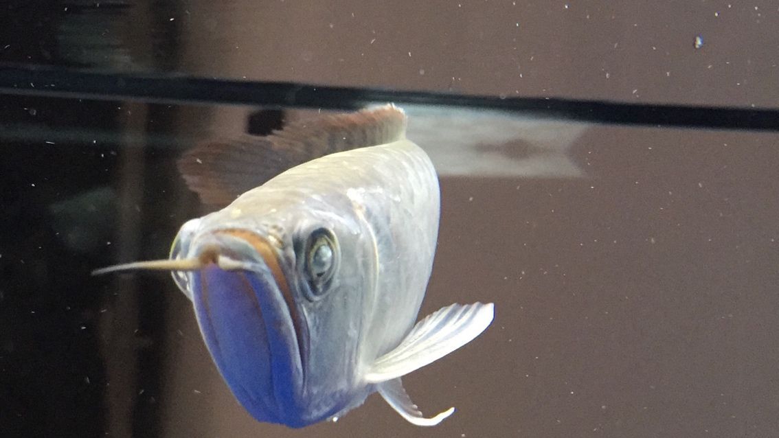 樂山水族館各位大神幫幫忙我的銀龍還有得救嘛（樂山水族館各位大神幫幫忙）