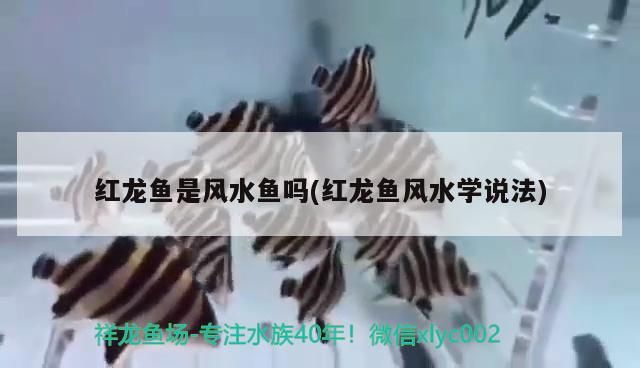 紅龍魚是風(fēng)水魚嗎(紅龍魚風(fēng)水學(xué)說法)（紅龍魚是風(fēng)水魚嗎）