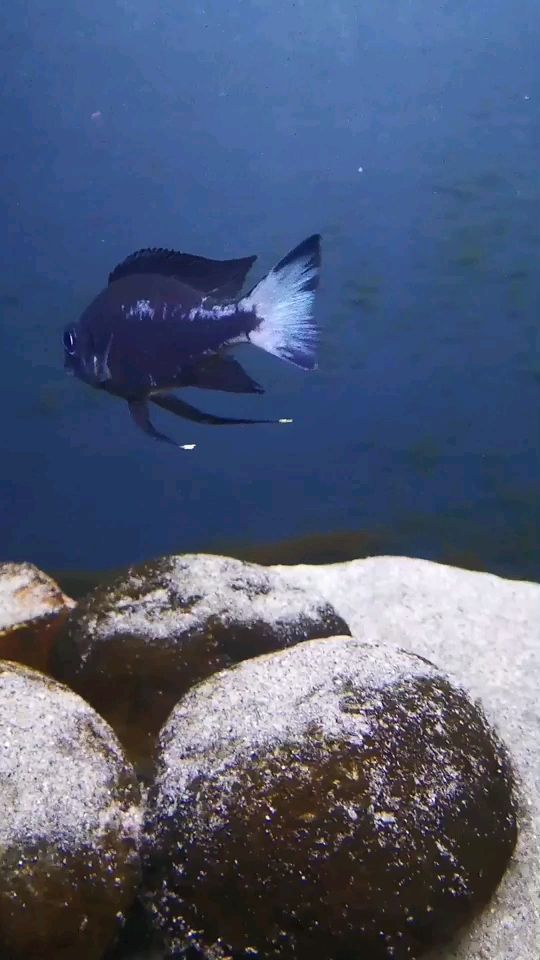 黃尾龍魚價格行情走勢（18米溪流缸養什么魚）（18米溪流缸中養殖黃尾龍魚時需要綜合考慮這些因素）