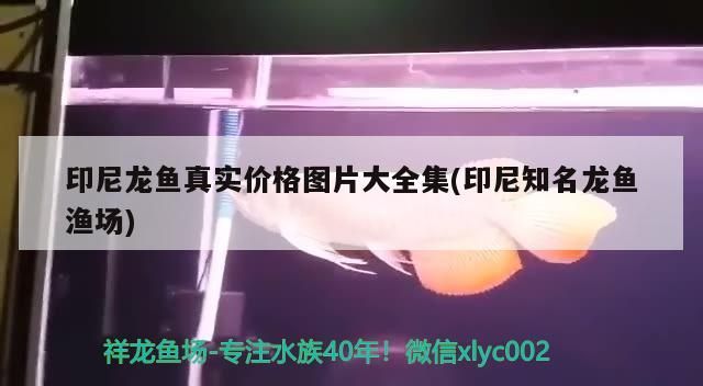 印尼龍魚真實價格圖片大全集(印尼知名龍魚漁場)（世界上最貴的龍魚）