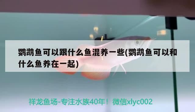鸚鵡魚可以跟什么魚混養一些(鸚鵡魚可以和什么魚養在一起)（鸚鵡魚可以和什么魚混養）