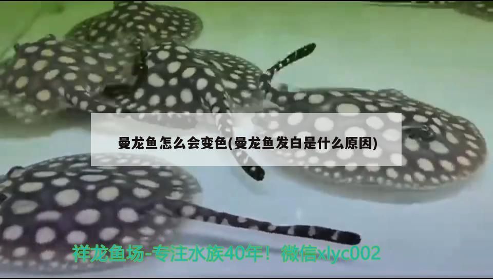 20元一條的金龍魚能長(zhǎng)多大，20元金龍魚的價(jià)格波動(dòng)大嗎