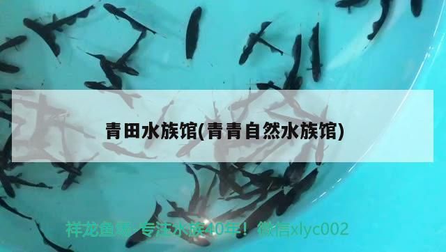 <strong><mark>青田</mark></strong>水族館(青青自然水族館)