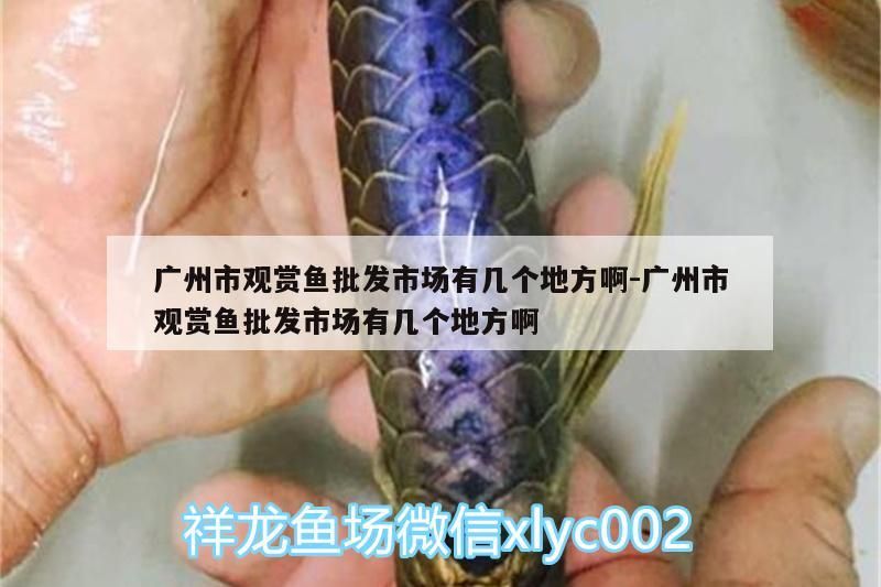 廣州市觀賞魚批發市場有幾個地方啊:廣州市觀賞魚批發市場有幾個地方啊（廣州市觀賞魚批發市場）