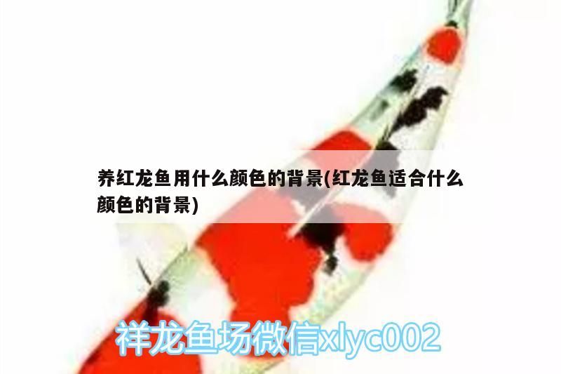 養(yǎng)紅龍魚用什么顏色的背景(紅龍魚適合什么顏色的背景)（養(yǎng)紅龍魚用什么顏色的背景）