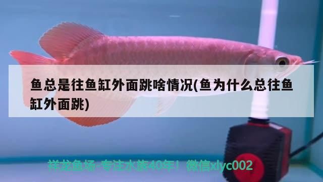 我的Tyrone魚戒（one魚戒我的tyr,立達金龍魚）
