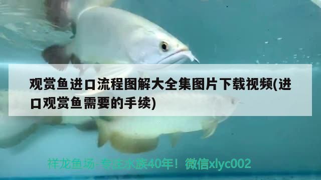 我的Tyrone魚戒（one魚戒我的tyr,立達金龍魚）