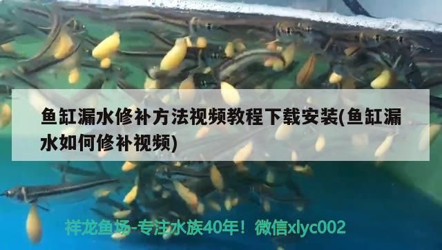 魚缸漏水修補方法視頻教程下載安裝(魚缸漏水如何修補視頻)（魚缸漏水修補方法視頻教程36小時后魚缸漏水修補方法）