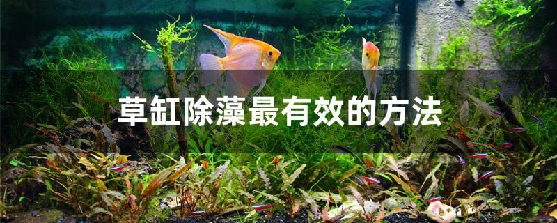 夢幻血斑一型雷龍魚繁殖季節（血斑一型雷龍可以在30缸養嘛）（夢幻血斑一型雷龍魚繁殖季節，雷龍魚繁殖季節的養殖）