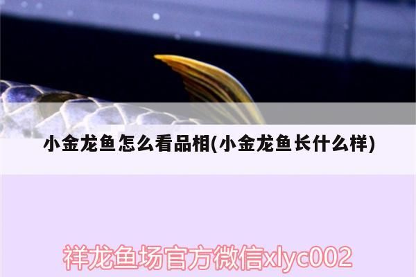 過背金龍魚 小金龍魚怎么看品相(小金龍魚長什么樣)(小金龍魚怎么看品相) 觀賞魚百科 小金龍魚怎么看品相(小金龍魚長什么樣)(小金龍魚怎么看品相) 小金龍魚怎么看品相(小金龍魚長什么樣)(小金龍魚怎么看品相) 觀賞魚百科