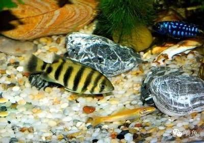觀賞魚掙錢嗎（觀賞魚養殖對于從業者來說是否至關重要）