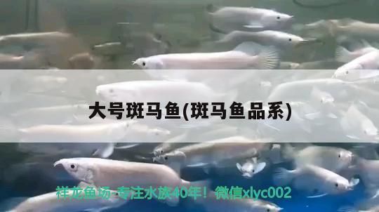 大號斑馬魚(斑馬魚品系)