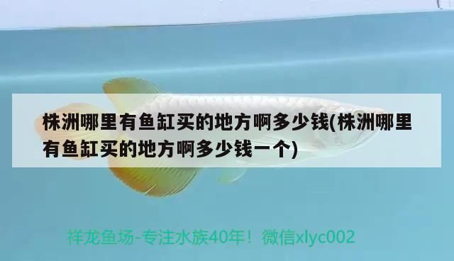 株洲哪里有魚缸買的地方啊多少錢(株洲哪里有魚缸買的地方啊多少錢一個)