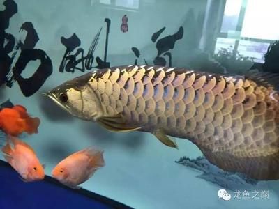 好的紅龍魚多少錢一條：紅龍魚的價格范圍、選購技巧以及飼養要點