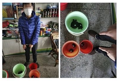 好的紅龍魚多少錢一條：紅龍魚的價格范圍、選購技巧以及飼養要點