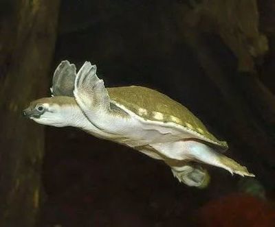好的紅龍魚多少錢一條：紅龍魚的價格范圍、選購技巧以及飼養要點