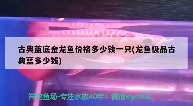 古典藍底金龍魚價格多少錢一只(龍魚極品古典藍多少錢)