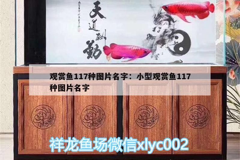 觀賞魚117種圖片名字:小型觀賞魚117種圖片名字