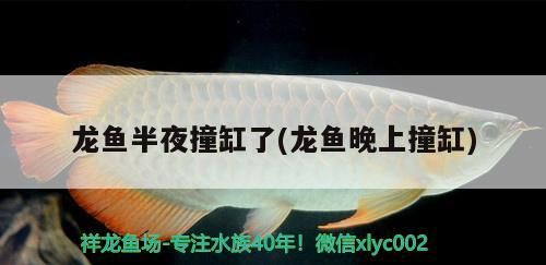 龍魚(yú)半夜撞缸了(龍魚(yú)晚上撞缸)（關(guān)于龍魚(yú)半夜撞缸的一些小知識(shí)）