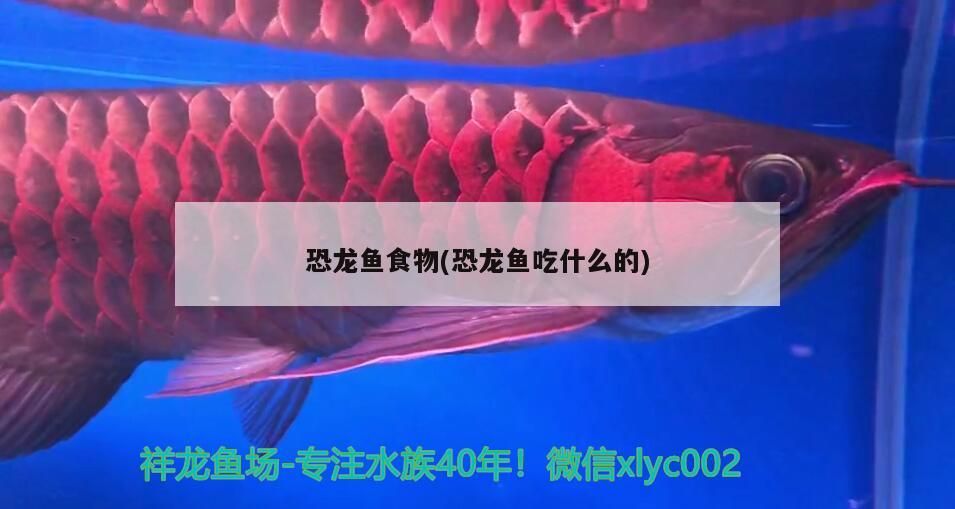 恐龍魚食物(恐龍魚吃什么的)（墨西哥鈍口螈的飼養(yǎng)）