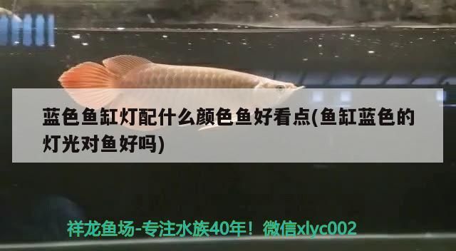 藍色魚缸燈配什么顏色魚好看點(魚缸藍色的燈光對魚好嗎)