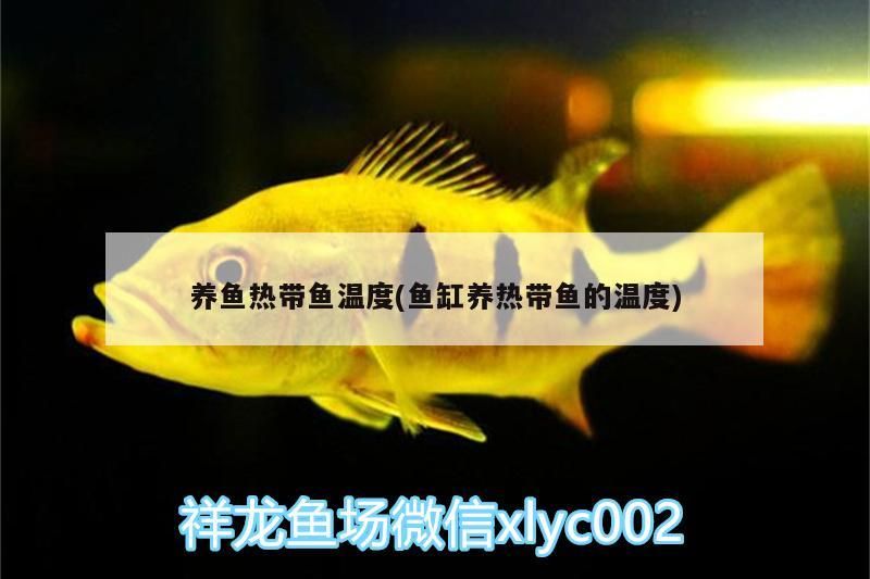 養魚熱帶魚溫度(魚缸養熱帶魚的溫度)