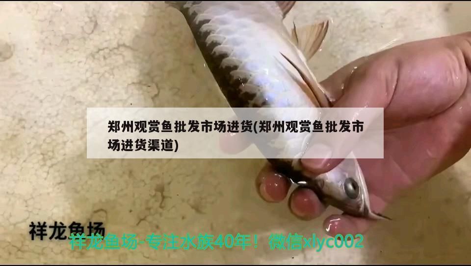 鄭州觀賞魚批發(fā)市場進(jìn)貨(鄭州觀賞魚批發(fā)市場進(jìn)貨渠道)（鄭州觀賞魚批發(fā)市場進(jìn)貨渠道）