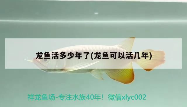 龍魚活多少年了(龍魚可以活幾年)（龍魚可以活多久）