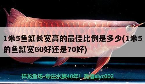 1米5魚缸長寬高的最佳比例是多少(1米5的魚缸寬60好還是70好)（1米5的魚缸寬60好、1米5的魚缸寬60好還是70好）