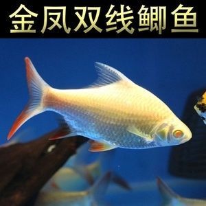 1.8米龍魚缸養幾個泰國鯽魚呢視頻（1.8米的泰國鯽魚適合養什么魚-龍魚混養）