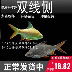 1.8米龍魚缸養幾個泰國鯽魚呢視頻（1.8米的泰國鯽魚適合養什么魚-龍魚混養）