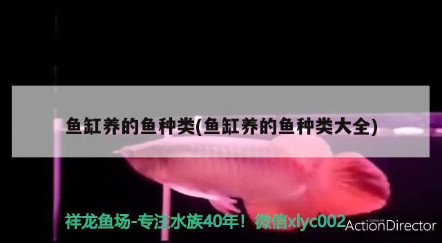 魚缸養的魚種類(魚缸養的魚種類大全)