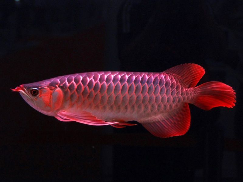 科迪治療中 科迪治療中 觀賞魚百科 第1張