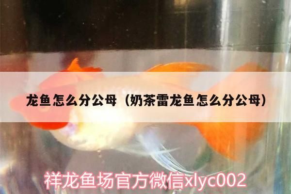 龍魚怎么分公母（奶茶雷龍魚怎么分公母）（龍魚怎么分公母）