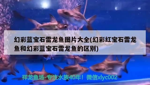 幻彩藍寶石雷龍魚圖片大全(幻彩紅寶石雷龍魚和幻彩藍寶石雷龍魚的區別)（幻彩藍寶石雷龍魚與幻彩紅寶石雷龍魚的區別在于其他蛇頭魚）