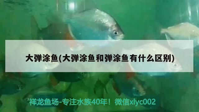 大彈涂魚(大彈涂魚和彈涂魚有什么區別)（彈涂魚、大彈涂魚和彈涂魚有什么區別，彈涂魚營養價值有哪些）