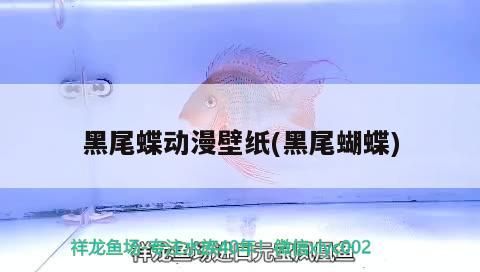 黑尾蝶動漫壁紙(黑尾蝴蝶)