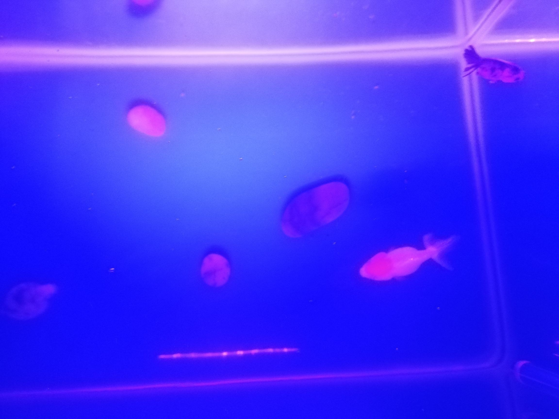 金魚膽小突然開燈嚇得差點跳缸（金魚膽小突然開燈嚇得差點跳缸，養了幾天以后）