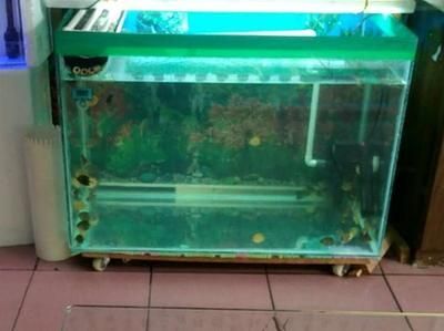 紅龍魚慢養的訣竅有哪些：紅龍魚在魚缸中應該放置在什么地方