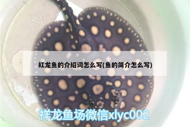 紅龍魚的介紹詞怎么寫(魚的簡介怎么寫) 紅龍魚的介紹詞怎么寫(魚的簡介怎么寫) 觀賞魚百科