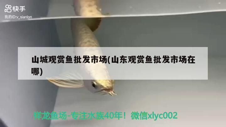山城觀賞魚批發市場(山東觀賞魚批發市場在哪)