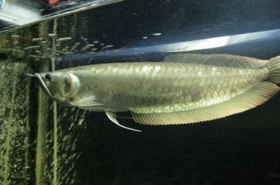 銀龍魚喂食頻率調(diào)整，銀龍魚的喂食頻率受其生長階段影響，銀龍魚喂食頻率需注意的問題 銀龍魚喂食頻率調(diào)整，銀龍魚的喂食頻率受其生長階段影響，銀龍魚喂食頻率需注意的問題 觀賞魚百科 第5張
