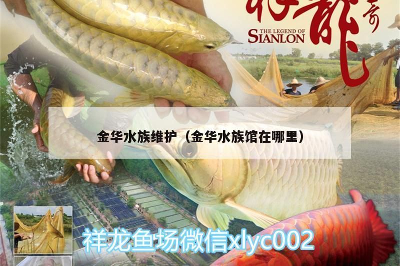 金華水族維護（金華水族館在哪里）