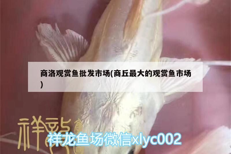 商洛觀賞魚批發市場(商丘最大的觀賞魚市場)