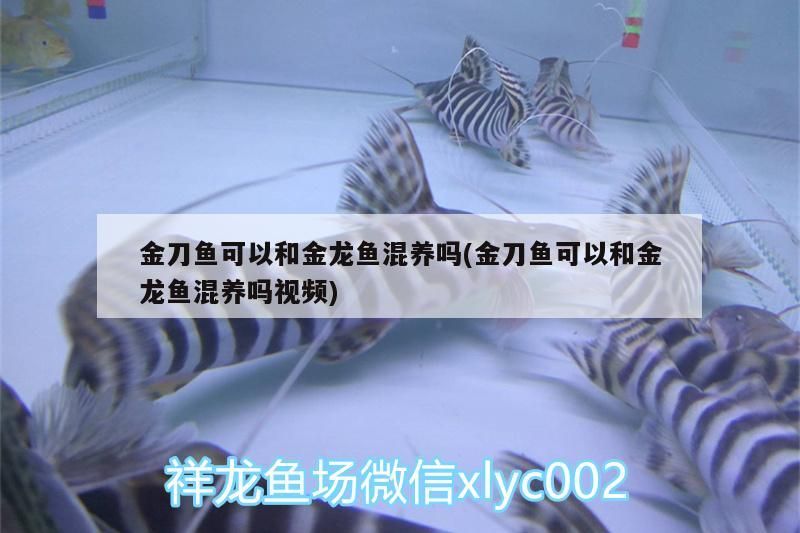 金刀魚可以和金龍魚混養嗎(金刀魚可以和金龍魚混養嗎視頻)
